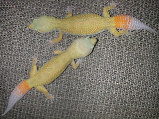 patternless ct pair