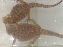 young adult pair