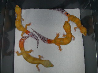 shtct baldy male X  3 sht baldy femlaes