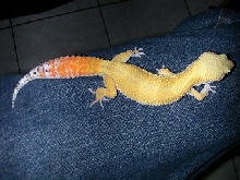 EGNARO breeder carrot tail male baldy
