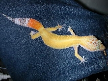 prizzy