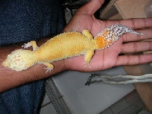 geckzilla