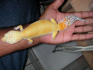 geckzilla
