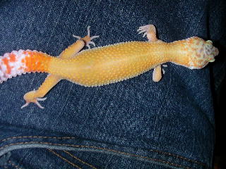 tootie