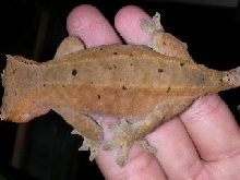 gravid crested gecko