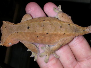 gravid crested gecko