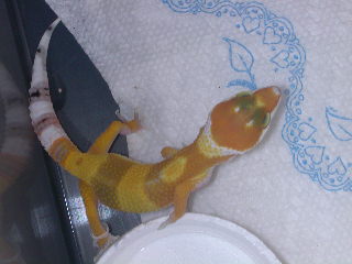 flash first shtct of the season
