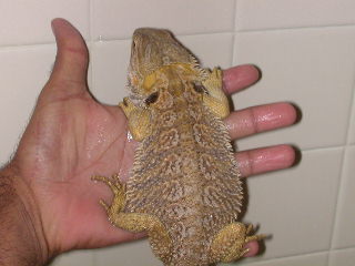 adult female
