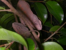 blue nosey be female breeders