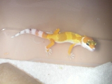 flash again at 21 days old.