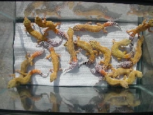 2004 breeders