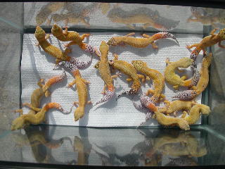 2004 breeders