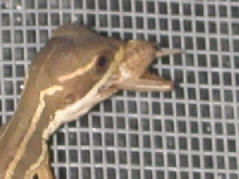 cb baby basilisk feeding
