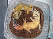 breeding pair