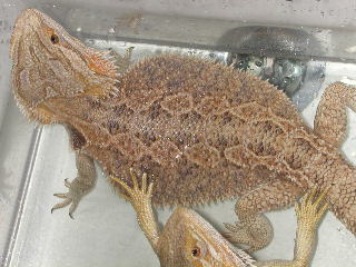 this is my male adult dragon