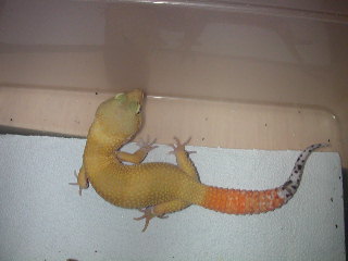 tangeray new male carrot tail.