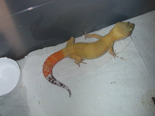 another shot of tangeray