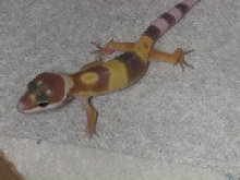 again same baby ** flash **