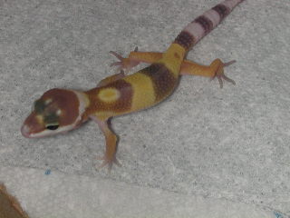 again same baby ** flash **