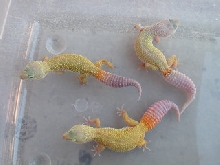 Carrot tail patternless group