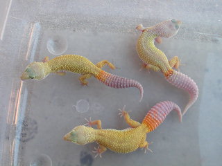 Carrot tail patternless group