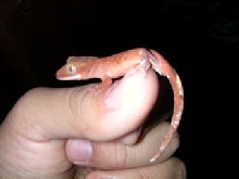 red cresteds one