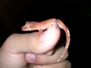 red cresteds one