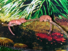 both red cresteds together