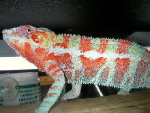 again orange male..