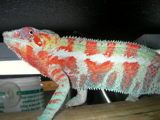 again orange male..