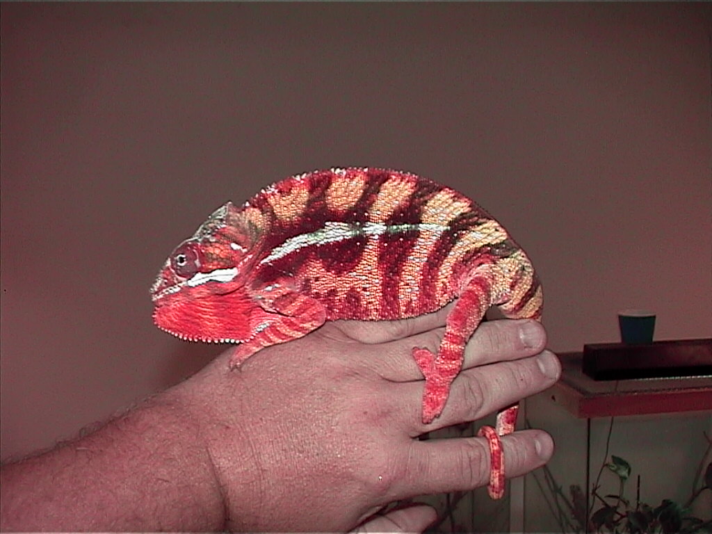 hot sauce ambilobe male