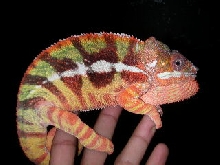 sambava male