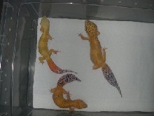 shtct baldy male X sht females..