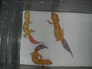 shtct baldy male X sht females..