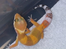 shtctb female baby