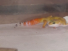 breeder male carrot tail baldy