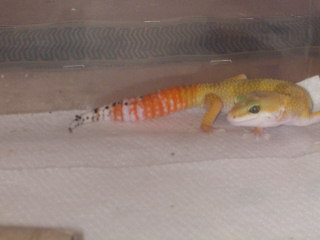 breeder male carrot tail baldy