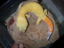 tangeray breeder male 2