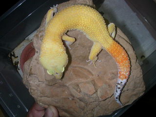 tangeray breeder male 2