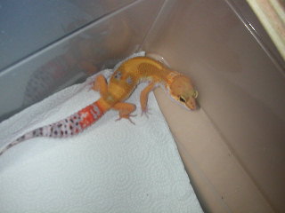 urban male tangerine