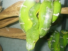 emeralds