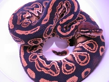 Imported 2006 male Black Pastel