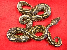 Liesen Line Black Pastel females 2010
