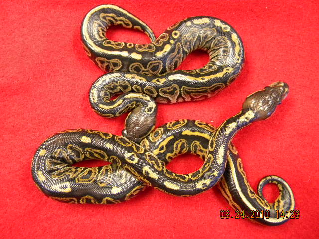 Liesen Line Black Pastel females 2010