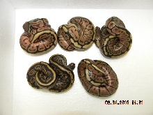 Liesen line Blackbees / Black Pastel 2010