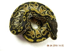 New genetic male