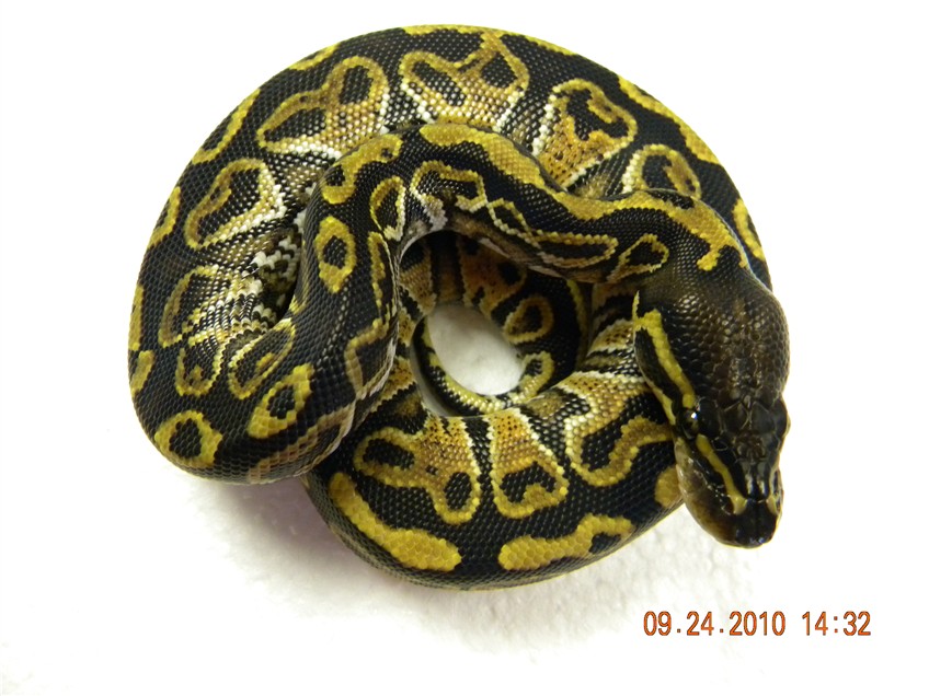 New genetic male