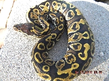 NEW GENE  from LIESEN line Black Pastel