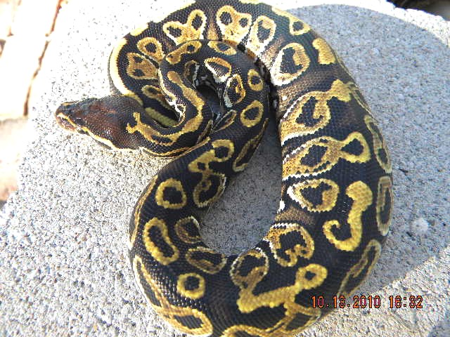 NEW GENE  from LIESEN line Black Pastel