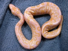 Albino ( LLT) Trick 1